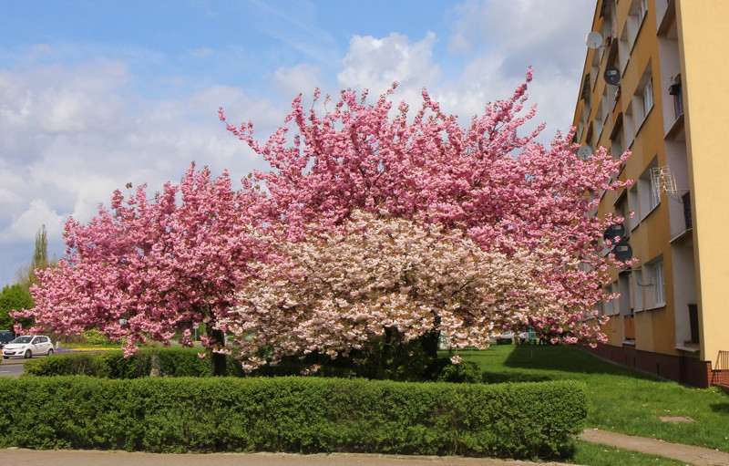Wiosna w Policach [foto]