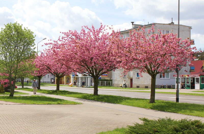 Wiosna w Policach [foto]