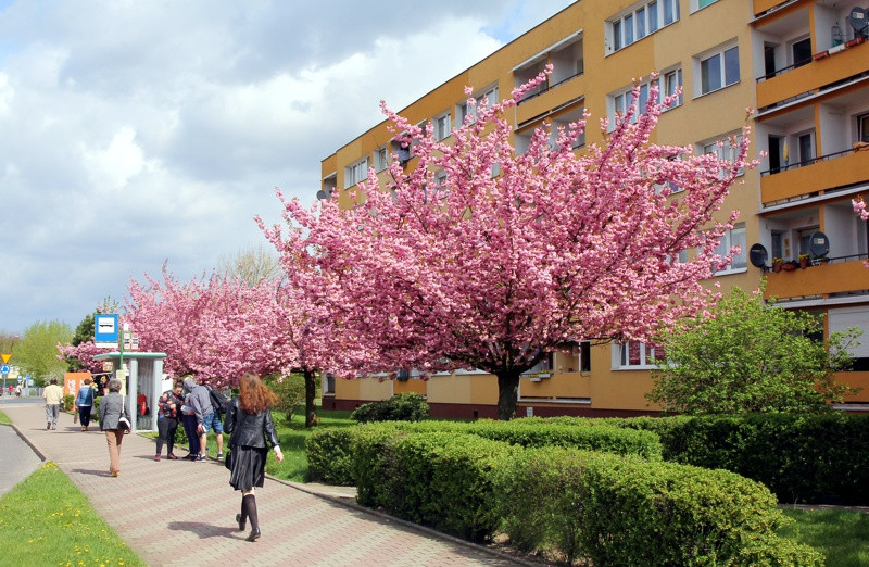 Wiosna w Policach [foto]