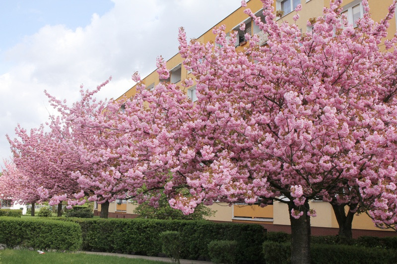 Wiosna w Policach [foto]