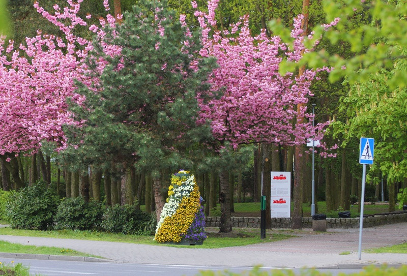 Wiosna w Policach [foto]