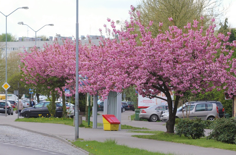 Wiosna w Policach [foto]