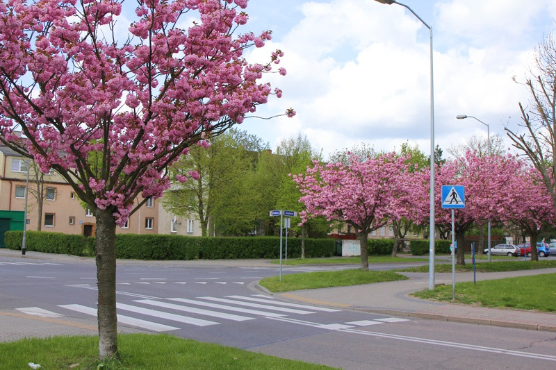 Wiosna w Policach [foto]
