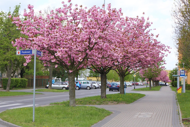 Wiosna w Policach [foto]