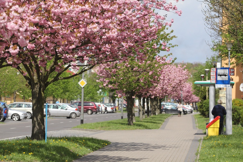 Wiosna w Policach [foto]