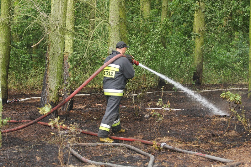 Pożar lasu w Wieńkowie [foto]