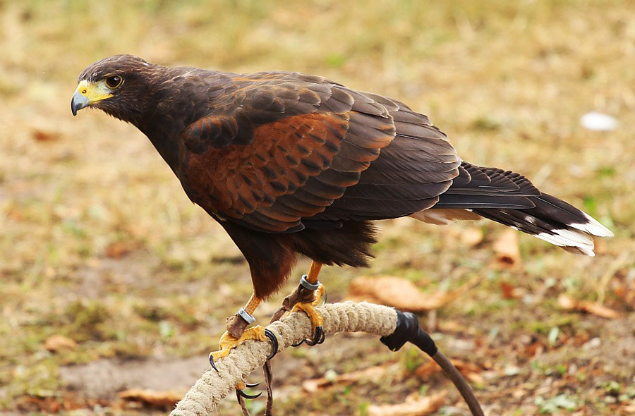 Jarmark Augustiański w Jasienicy [foto/wideo]