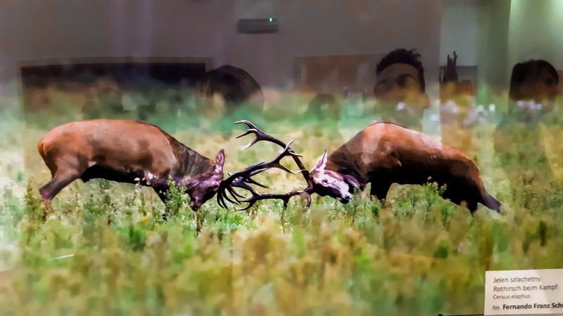 Świat zwierzęcy Puszczy Wkrzańskiej – wystawa w Zalesiu