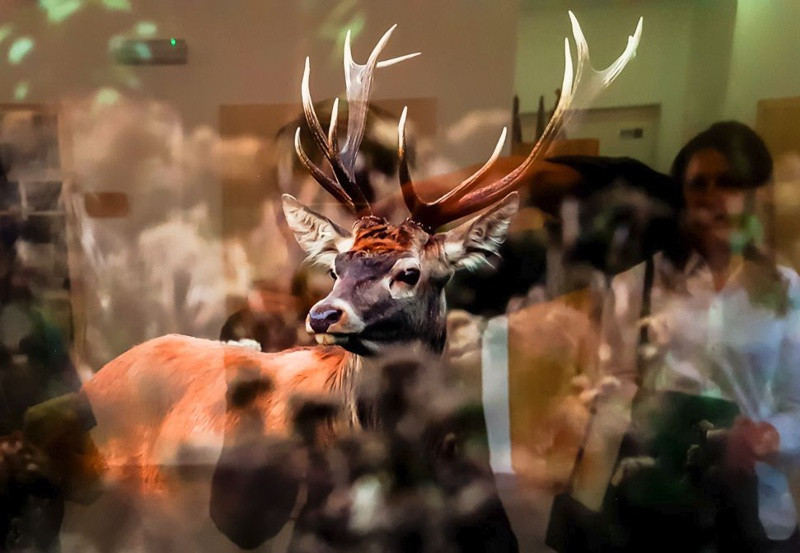 Świat zwierzęcy Puszczy Wkrzańskiej – wystawa w Zalesiu