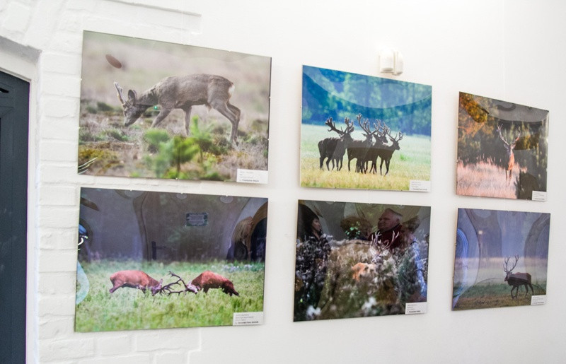 Świat zwierzęcy Puszczy Wkrzańskiej – wystawa w Zalesiu