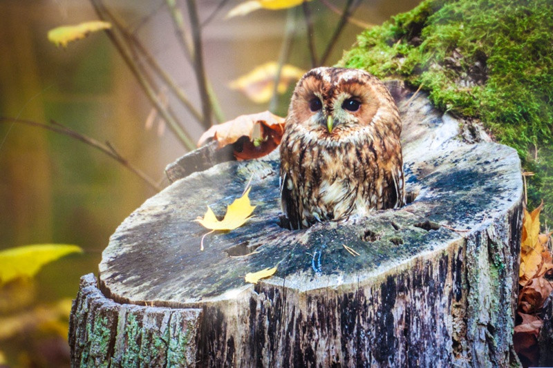 Świat zwierzęcy Puszczy Wkrzańskiej – wystawa w Zalesiu