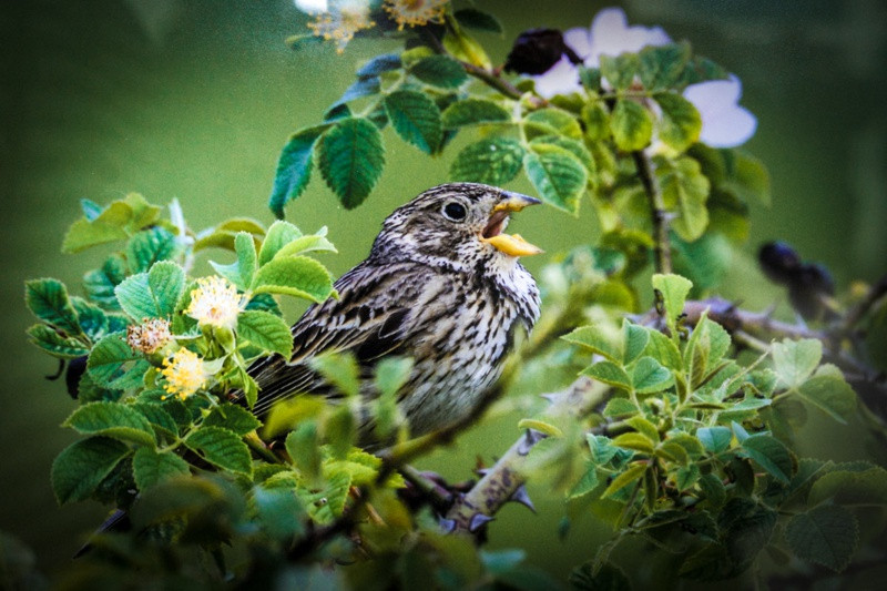Świat zwierzęcy Puszczy Wkrzańskiej – wystawa w Zalesiu