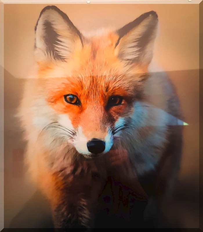 Świat zwierzęcy Puszczy Wkrzańskiej – wystawa w Zalesiu