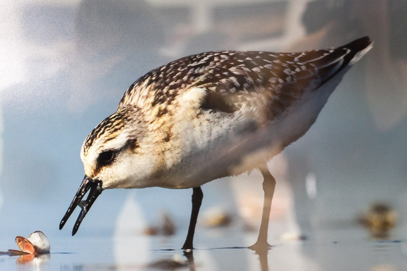Świat zwierzęcy Puszczy Wkrzańskiej – wystawa w Zalesiu