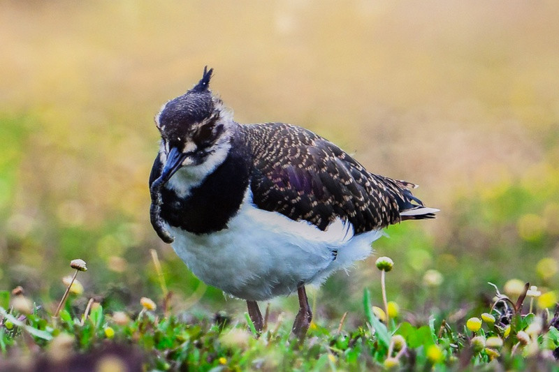 Świat zwierzęcy Puszczy Wkrzańskiej – wystawa w Zalesiu