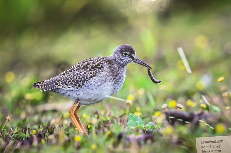 Świat zwierzęcy Puszczy Wkrzańskiej – wystawa w Zalesiu