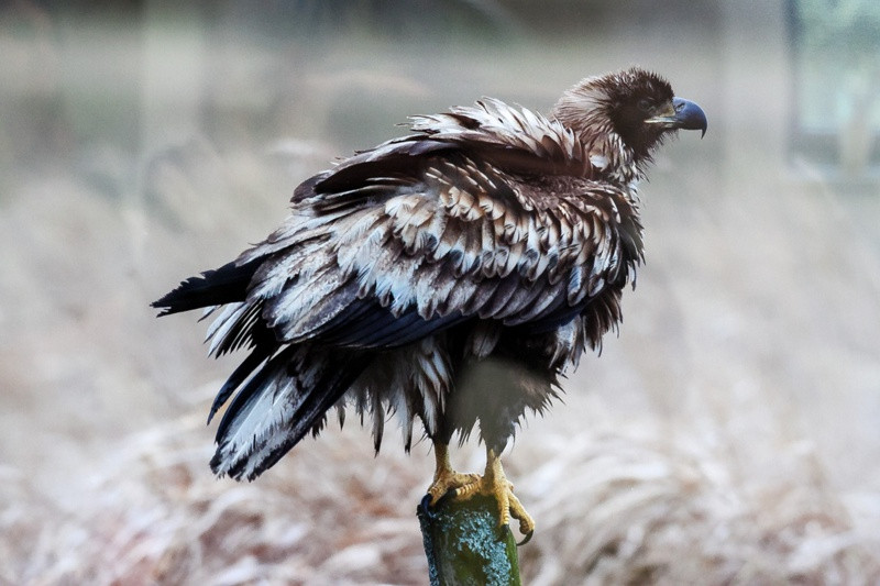 Świat zwierzęcy Puszczy Wkrzańskiej – wystawa w Zalesiu