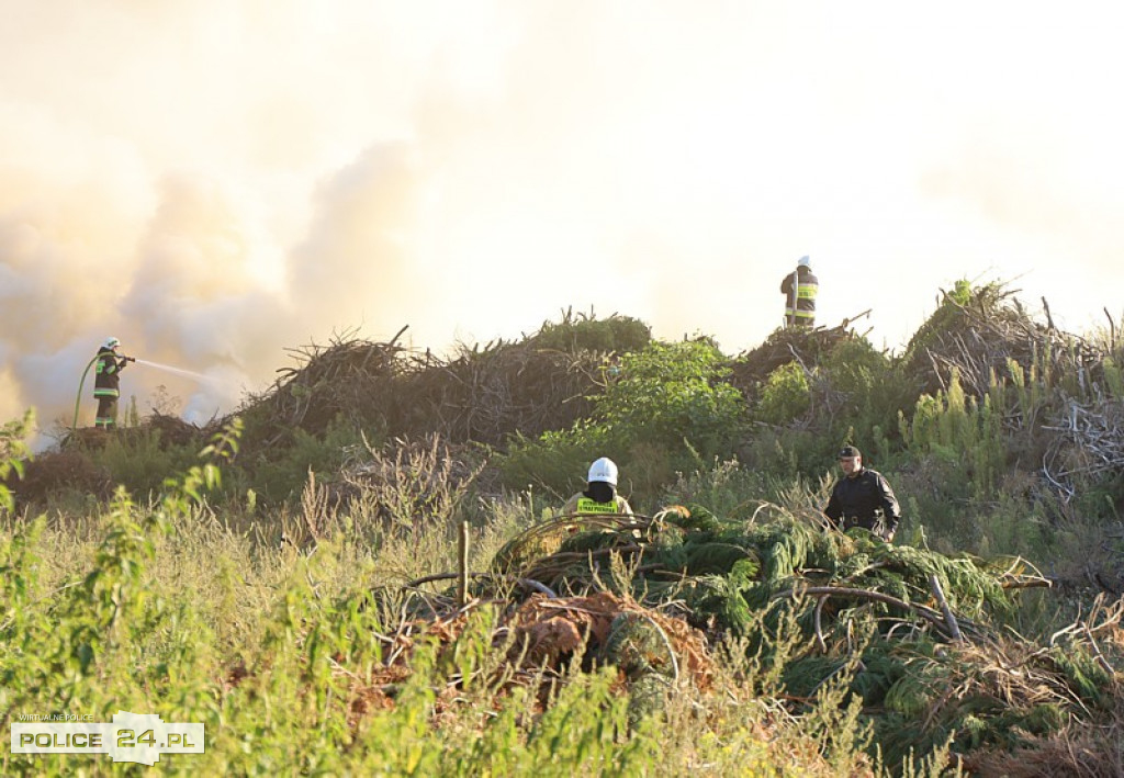 Pożar składowiska gałęzi w okolicy Trzeszczyna
