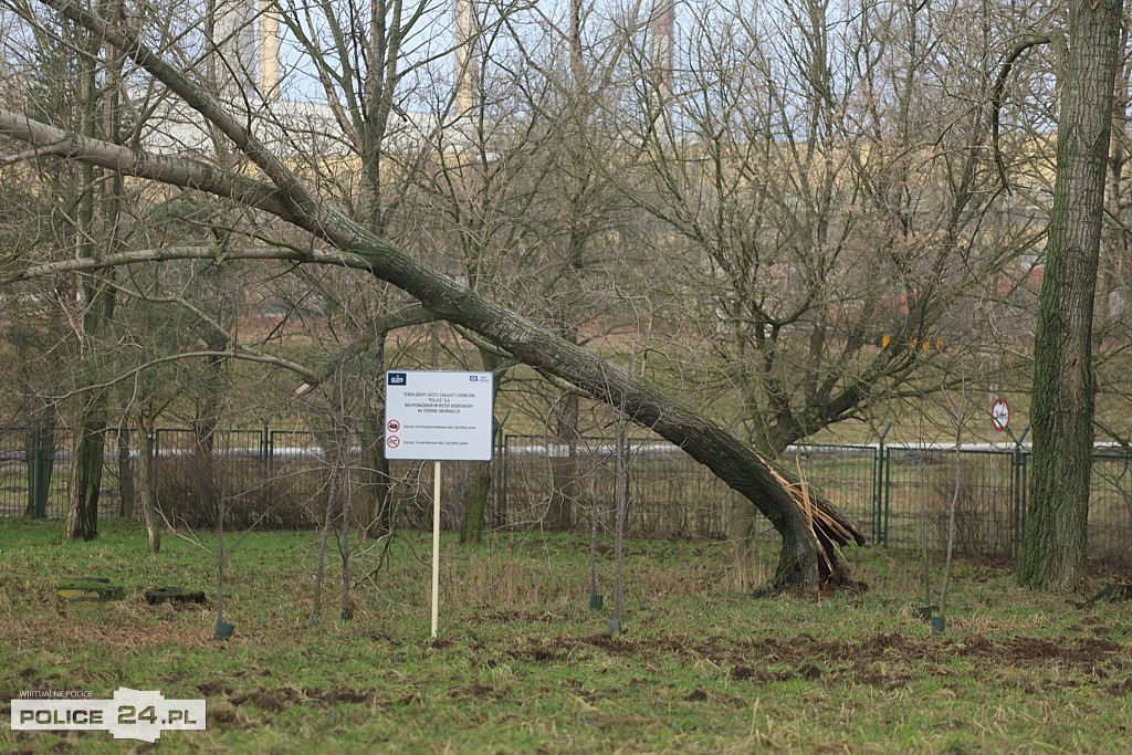 Potężna wichura w regionie. Połamane drzewa, pozrywane linie
