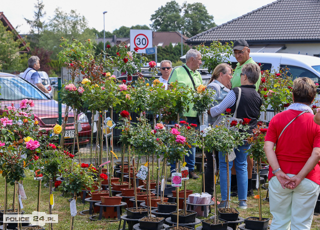 Festiwal Róż w Dobrej