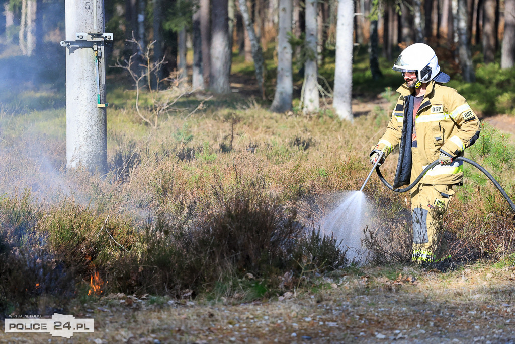 Wielkoobszarowy pożar Puszczy Wkrzańskiej