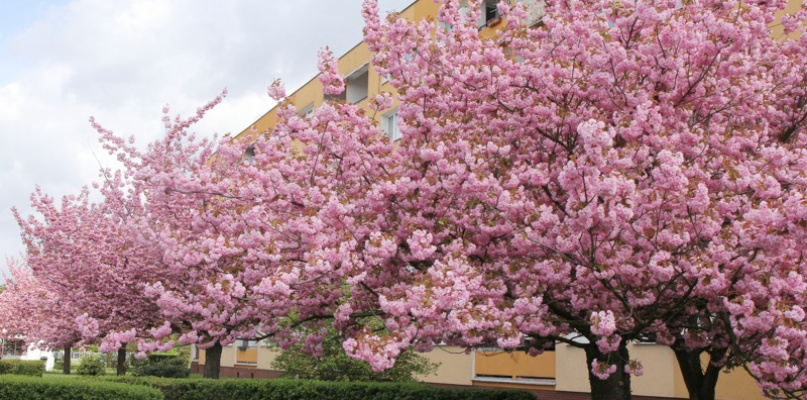 Wiosna w Policach [foto]