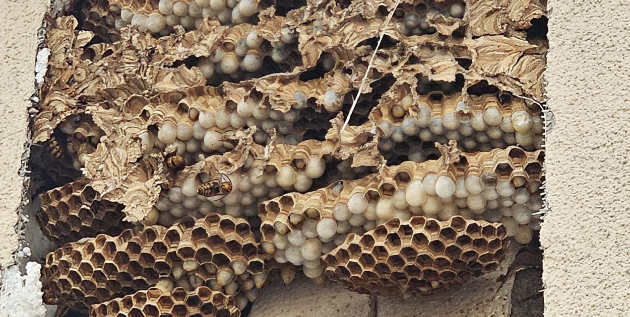 Gniazdo szerszeni w szkole. Pomogli strażacy