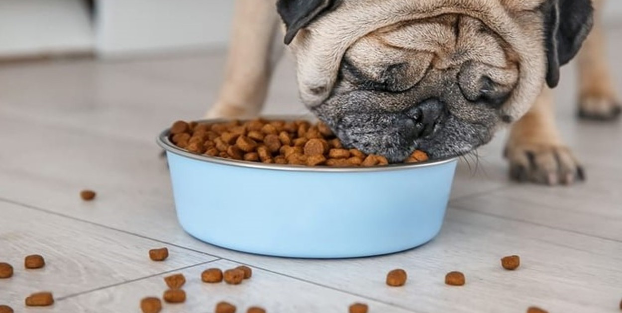 Co powinna zawierać wysokojakościowa sucha karma dla psów?