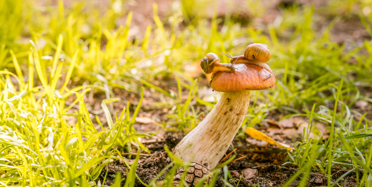 Jak wyhodować grzybnię w domu?