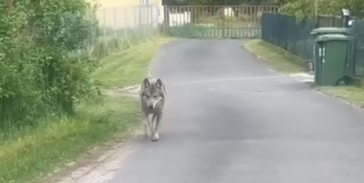 Wilki w Brzózkach. Podjadają bezpańskim kotom karmę [wideo]