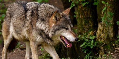 Wilki w Puszczy Wkrzańskiej. Leśnicy radzą jak należy się zachować-12007