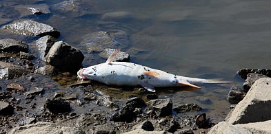 Tona śniętych ryb w jeziorze Dąbie, wykluczono zatrucie metalami ciężkimi-13620