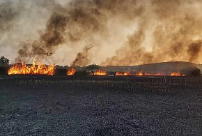 Płonie trzcinowisko na Międzyodrzu pod Szczecinem, trzeci raz w ostatnich dniach-14616