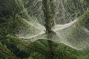 Kupujesz żywą choinkę na święta? Ten szczegół łatwo przeoczyć-20636