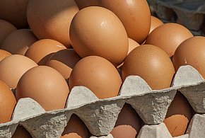 Salmonella wykryta w jajach! GIS wydał pilne ostrzeżenie-20710