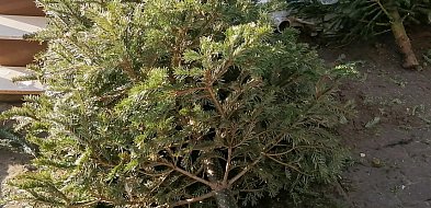 Co zrobić z choinką po świętach?-20998