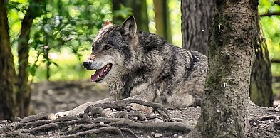 Uwaga, wilki - apel do mieszkańców gminy Police