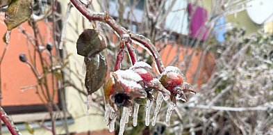 Śryż, okiść i morszkulce - sroga zima przywraca zapomniane słowa