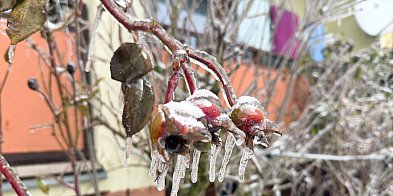 Śryż, okiść i morszkulce - sroga zima przywraca zapomniane słowa