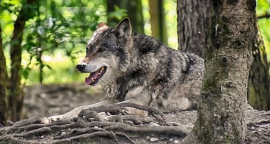 Uwaga, wilki - apel do mieszkańców gminy Police