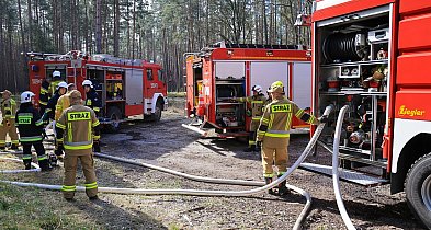 Niemal setka strażaków w akcji. Wielkie ćwiczenia w Puszczy Wkrzańskiej