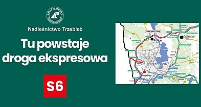 Wznowiono wycinkę drzew pod budowę Zachodniej Obwodnicy Szczecina