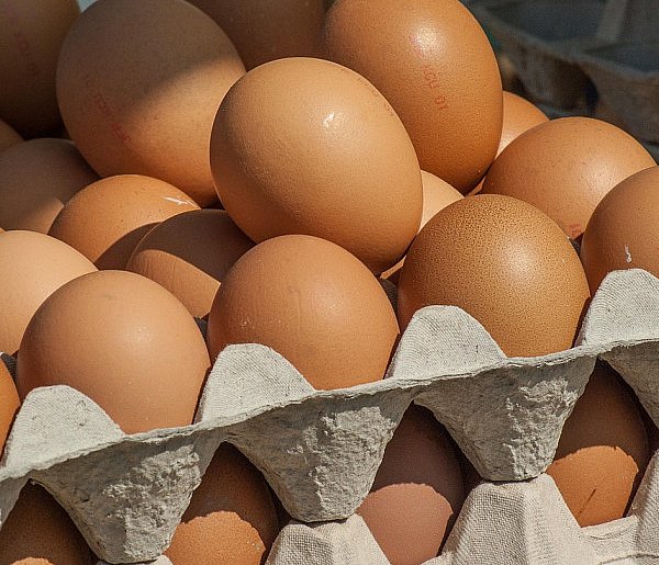 Salmonella wykryta w jajach! GIS wydał pilne ostrzeżenie-20710
