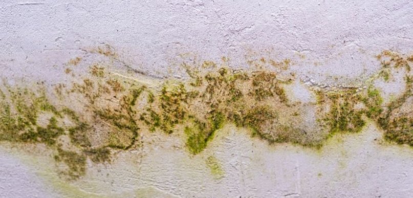 Jak usunąć zapach stęchlizny i wilgoci? Skuteczna dezynfekcja po zalaniu krok...