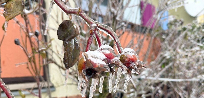 Śryż, okiść i morszkulce - sroga zima przywraca zapomniane słowa