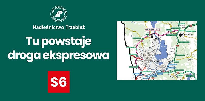 Wznowiono wycinkę drzew pod budowę Zachodniej Obwodnicy Szczecina