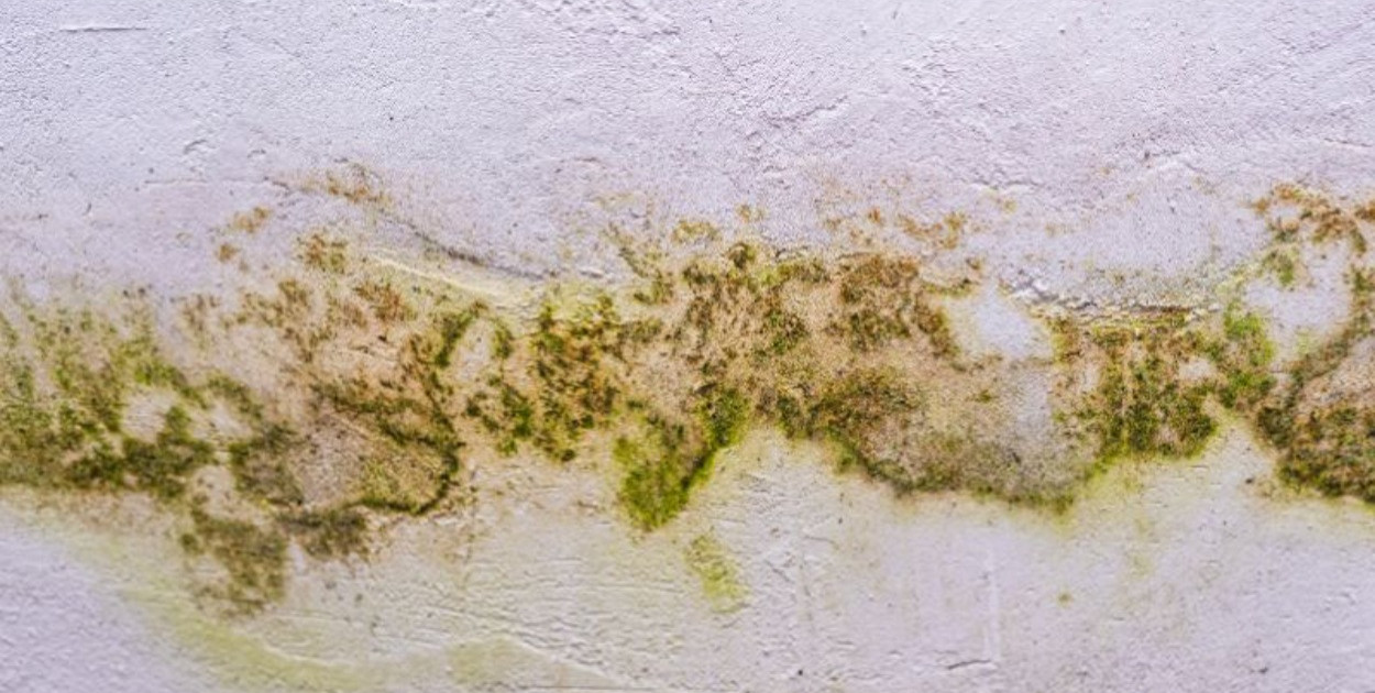 Jak usunąć zapach stęchlizny i wilgoci? Skuteczna dezynfekcja po zalaniu krok...